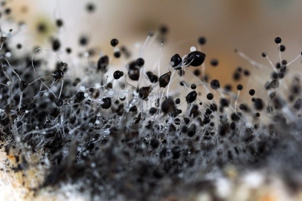 toxic black mold