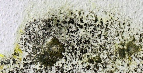 Mold Risks You Should Know (and Avoid)