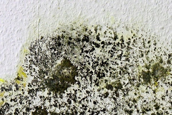 Mold Risks You Should Know (and Avoid)