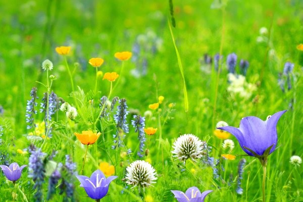 Spring Mold Follows Spring Showers and Flowers