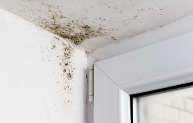 Top 5 Signs of Mold in Your Home